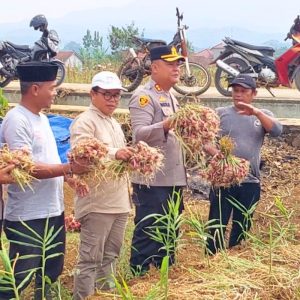Permata Galuh, Benih Bawang Merah Unggulan dari Ciamis Panen Perdana 16 Ton