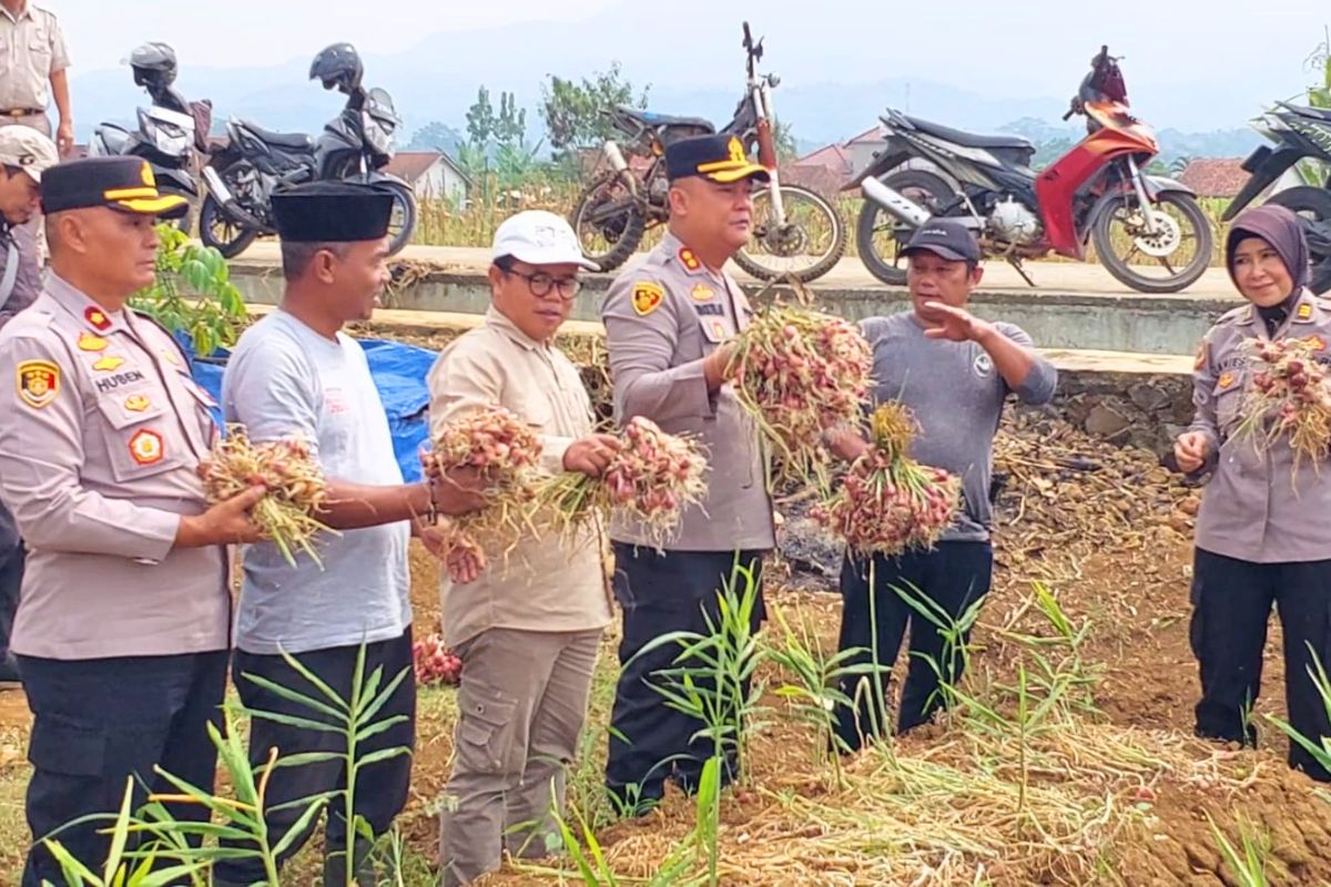 Kapolres Ciamis AKBP Hidayatullah bersama Kelompok Tani Satria Perkasa Nusantara saat panen perdana benih bawang merah unggulan Permata Galuh di Kabupaten Ciamis. Panen dari lahan uji coba seluas dua hektare menghasilkan hampir 16 ton bawang merah, Rabu (29/7/2026). Shotlist.id/Foto: YT