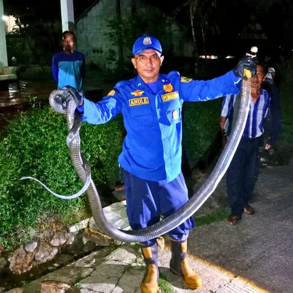 Petugas UPTD Damkar Ciamis mengevakuasi seekor ular king kobra (Ophiophagus hannah) sepanjang sekitar tiga meter yang ditemukan di gorong-gorong permukiman warga Dusun Sukahurip, Desa Sindangsari, Kecamatan Cikoneng, Sabtu (1/8/2026). Shotlist.id/Foto: YT