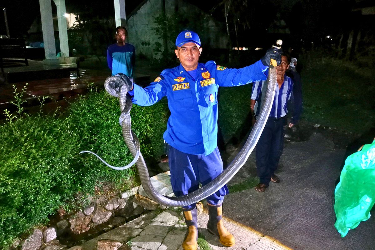 Petugas UPTD Damkar Ciamis mengevakuasi seekor ular king kobra (Ophiophagus hannah) sepanjang sekitar tiga meter yang ditemukan di gorong-gorong permukiman warga Dusun Sukahurip, Desa Sindangsari, Kecamatan Cikoneng, Sabtu (1/8/2026). Shotlist.id/Foto: YT