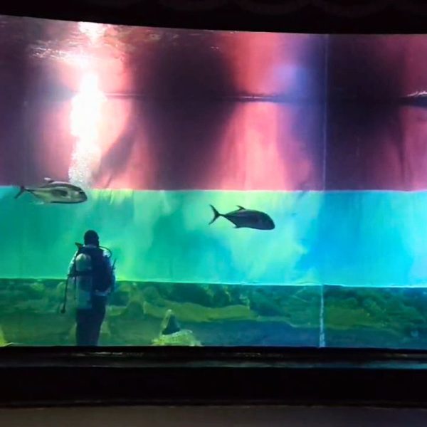 Bendera Merah Putih raksasa berukuran 12 x 3,2 meter membentang di Aquarium Indonesia Pangandaran dalam rangka menyambut HUT ke-81 Kemerdekaan RI. Shotlist.id/Foto: YT